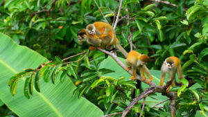 Manuel Antonio Beach